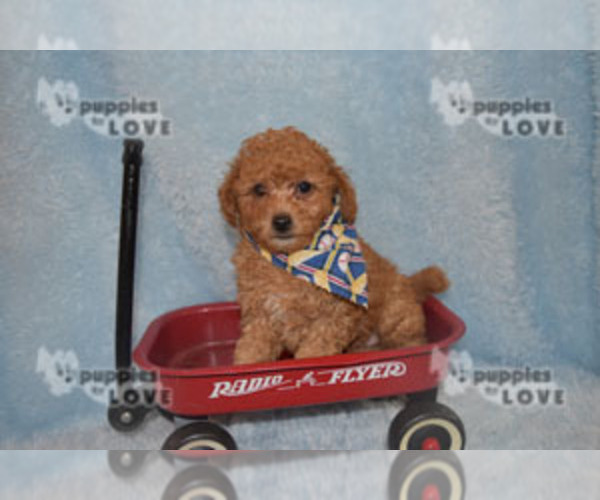Medium Photo #7 Poodle (Toy) Puppy For Sale in SANGER, TX, USA