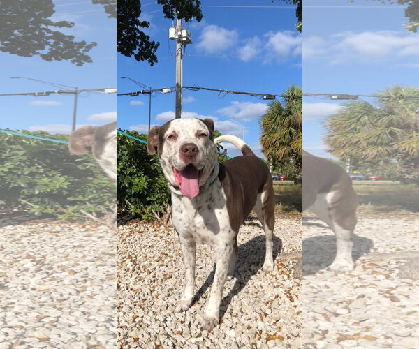 Medium Photo #8 Mutt Puppy For Sale in Pompano Beach , FL, USA