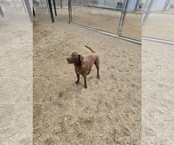 Medium Photo #4 Chocolate Labrador retriever-Unknown Mix Puppy For Sale in Maquoketa, IA, USA
