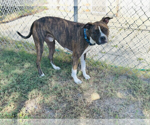 Medium Photo #5 Mutt Puppy For Sale in Sanford, FL, USA