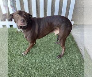 Labrador Retriever-Unknown Mix Dogs for adoption in Modesto, CA, USA