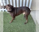 GOOBER - Male Labrador Retriever-Unknown Mix Dog for Adoption - Small photo
