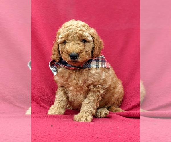 Medium Photo #8 Goldendoodle-Poodle (Miniature) Mix Puppy For Sale in LINCOLN UNIV, PA, USA