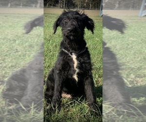 Shepadoodle Puppy for Sale in POPLARVILLE, Mississippi USA