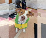 Small Labrador Retriever Mix