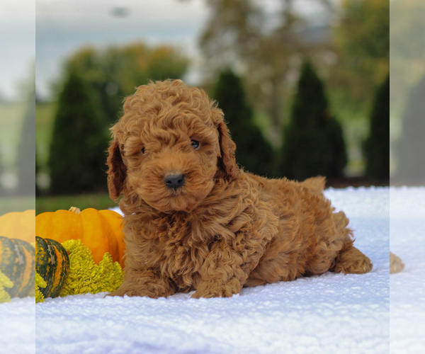 Medium Photo #1 Poodle (Miniature) Puppy For Sale in GAP, PA, USA