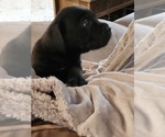 Small Photo #3 Cane Corso Puppy For Sale in RUTHERFORDTON, NC, USA