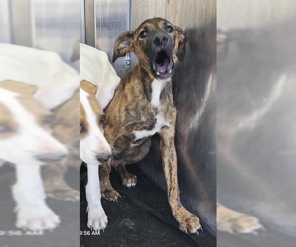 Medium Photo #1 American Staffordshire Terrier Puppy For Sale in San Antonio, TX, USA