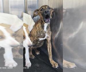 American Staffordshire Terrier Dogs for adoption in San Antonio, TX, USA