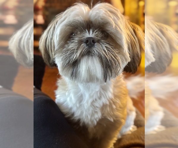 Medium Photo #1 Shih-Poo Puppy For Sale in ARLINGTON, KY, USA