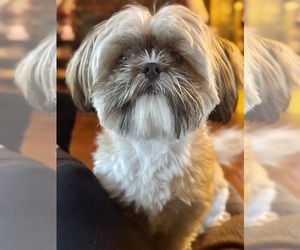 Shih-Poo Dog for Adoption in ARLINGTON, Kentucky USA