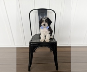 Aussiedoodle Miniature Puppy for sale in CENTRALIA, IL, USA