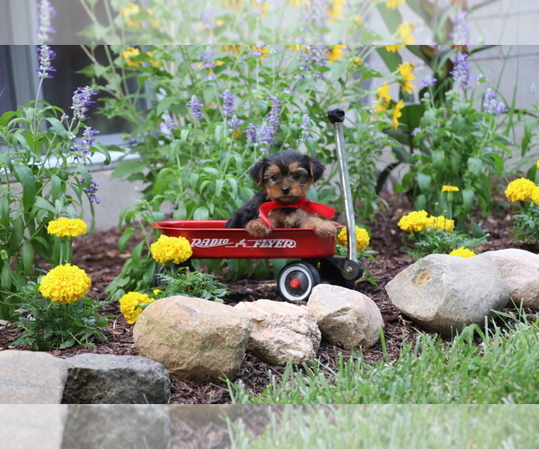 Medium Photo #10 Yorkshire Terrier Puppy For Sale in HUMBOLDT, IL, USA