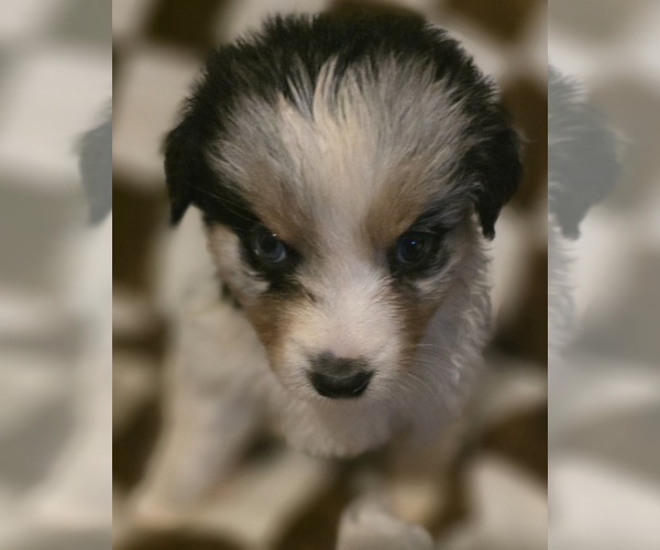 Medium Photo #2 Australian Shepherd Puppy For Sale in ROY, UT, USA