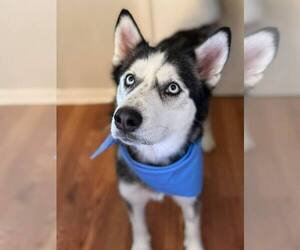 Siberian Husky Dogs for adoption in Carrollton, TX, USA