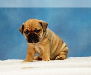 Miniature Bulldog Puppy for sale in LIMA, OH, USA