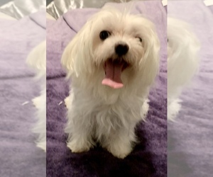 Mother of the Maltese puppies born on 04/12/2026