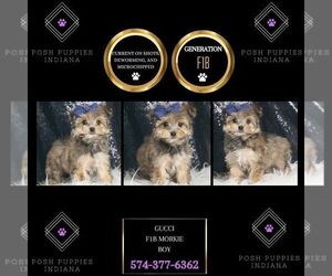 Morkie Puppy for sale in WARSAW, IN, USA