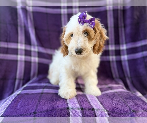 Medium Photo #3 Cock-A-Poo Puppy For Sale in LAKELAND, FL, USA