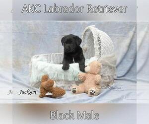 Labrador Retriever Puppy for sale in ANN ARBOR, MI, USA