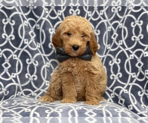 Goldendoodle-Poodle (Standard) Mix Puppy for sale in LAKELAND, FL, USA