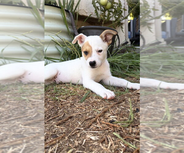 Medium Photo #3 Mutt Puppy For Sale in Dana Point, CA, USA