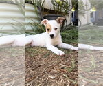 Small #2 Mutt