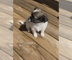 Small Chihuahua