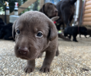 Labrador Retriever Dog for Adoption in ARLINGTON, Virginia USA