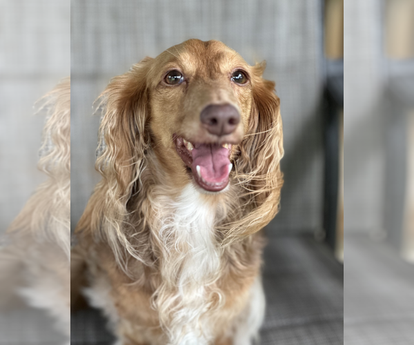Medium Photo #2 Dachshund Puppy For Sale in Weston, FL, USA
