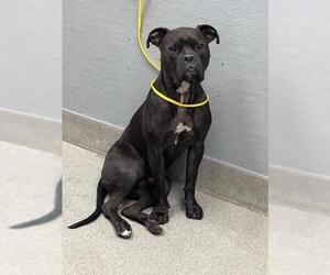Mutt Dogs for adoption in Las Vegas, NV, USA