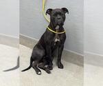 Small Mutt