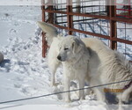 Small #7 Great Pyrenees