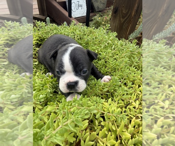 Medium Photo #32 Boston Terrier Puppy For Sale in FREDONIA, KS, USA