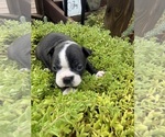 Small #7 Boston Terrier