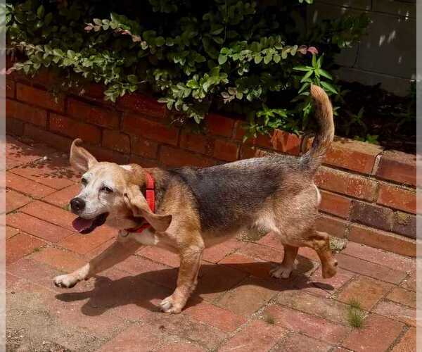 Medium Photo #5 Beagle Puppy For Sale in Dunnellon, FL, USA