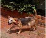 Small #4 Beagle