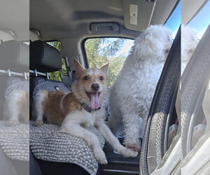 Rambler - Male Jack Chi Dog for Adoption - Photo #3