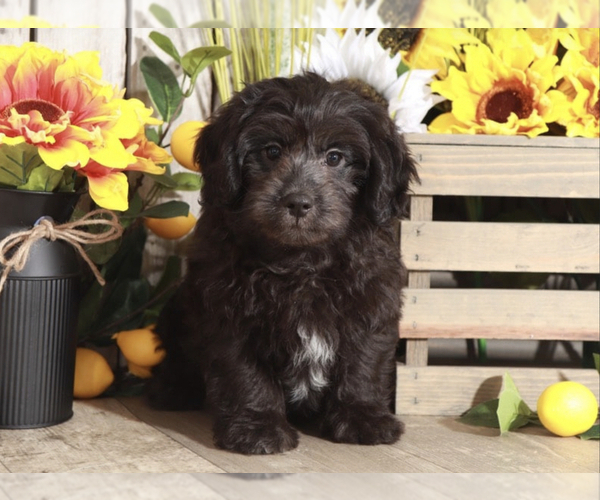 Medium Photo #2 Havanese-Poodle (Toy) Mix Puppy For Sale in MOUNT VERNON, OH, USA