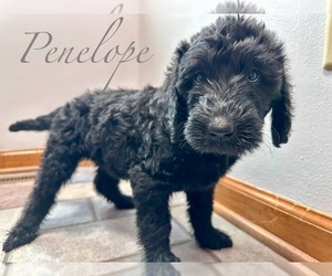 Double Doodle Puppy for sale in ANGOLA, IN, USA