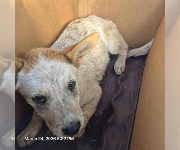 Medium Photo #1 Mutt Puppy For Sale in San Antonio, TX, USA