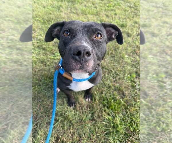 Medium Photo #8 American Pit Bull Terrier-Unknown Mix Puppy For Sale in Crete, IL, USA