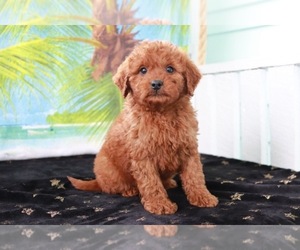 Goldendoodle (Miniature) Puppy for sale in ITASCA, TX, USA