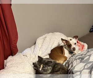 Chihuahua Dogs for adoption in CHASKA, MN, USA