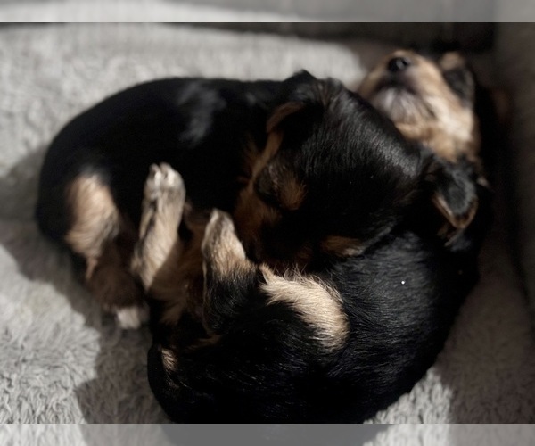 Medium Photo #5 Yorkshire Terrier Puppy For Sale in MARICOPA, AZ, USA