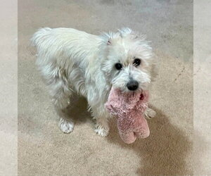 Mutt Dogs for adoption in New Oxford , PA, USA
