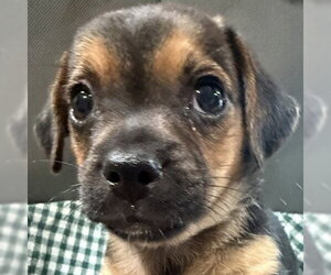 Mutt Dogs for adoption in Pleasanton, CA, USA