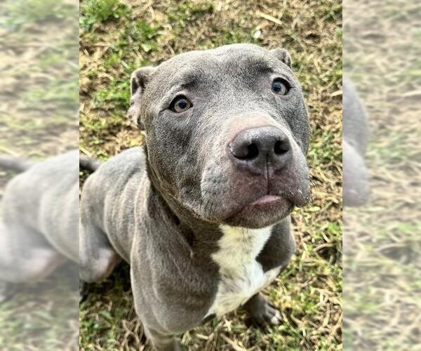 Medium Photo #2 Mutt Puppy For Sale in Louisville, KY, USA