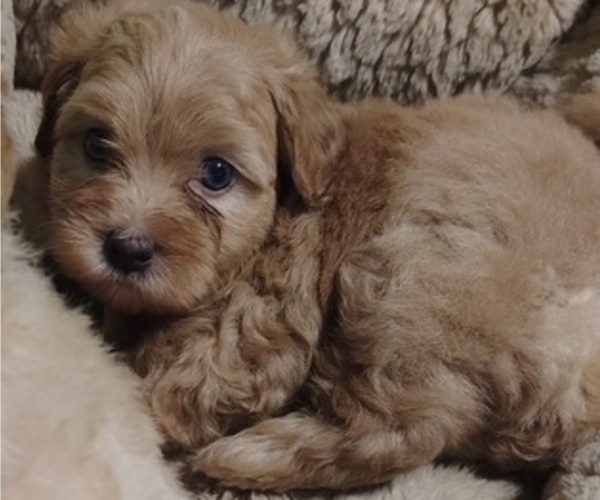 Medium Photo #7 Maltipoo (Toy) Puppy For Sale in SAN ANTONIO, TX, USA