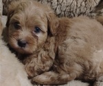 Small Photo #14 Maltipoo (Toy) Puppy For Sale in SAN ANTONIO, TX, USA